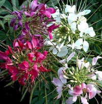 Cleome Flower seeds for Planting Perfect for Borders Heirloom & GMO Free Seeds for Home Garden 
 
 Sale