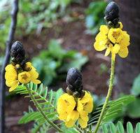 Yellow Didymobotrya Flower seeds for Planting - Cottage Garden Essential, Heirloom & GMO Free Seeds for Home Garden