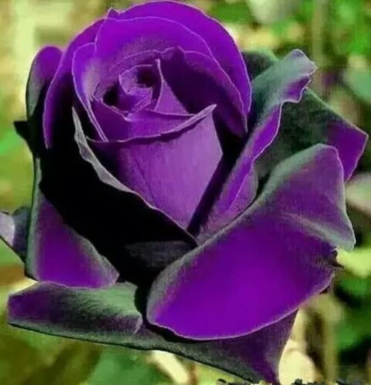 Purple Rose Flower seeds for Planting - Low Maintenance, Heirloom & GMO Free Seeds for Home Garden
 
 Sale seeds for home garden