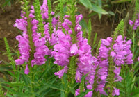 Pink Physostegia Flower seeds for Planting - Bright Blooms, Heirloom & GMO Free Seeds for Home Garden