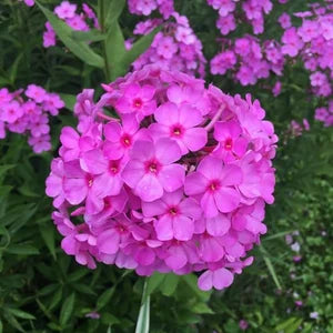 Purple Flower Pot Flower seeds for Planting - Premium Quality, Heirloom & GMO Free Seeds for Home Garden