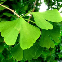 Green Maidenhair Flower Seeds for Planting Garden Favorite Heirloom & GMO Free Seeds for Home Garden
 
 Sale