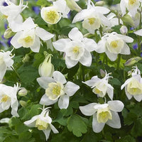 White Columbine Flower Seeds for Planting Wildflower Mix Heirloom & GMO Free Seeds for Home Garden  Sale