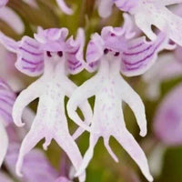 Purple Orchis Italica Seeds for Planting  Vibrant Perennial Blooms