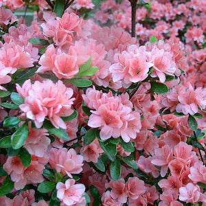 Baby Pink Rhododendron Flower Seeds for Planting Long Bloom Season Heirloom & GMO Free Seeds for Home Garden
 
 Sale