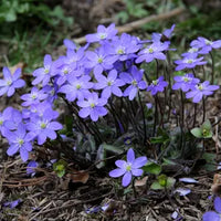 Blue Hepatica Flower seeds for Planting - Pollinator Friendly, Heirloom & GMO Free Seeds for Home Garden