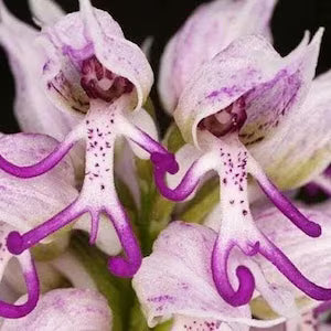 Purple Orchis Italica Seeds for Planting  Vibrant Perennial Blooms