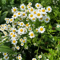 Feverfew Flower seeds for Planting Wildflower Mix Heirloom & GMO Free Seeds for Home Garden
