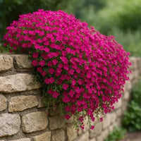 Pink Aubrieta Flower seeds for Planting - Low Maintenance, Heirloom & GMO Free Seeds for Home Garden