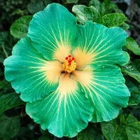 Green Hibiscus Flower Seeds for Planting Wildflower Mix Heirloom & GMO Free Seeds for Home Garden
 
 Sale