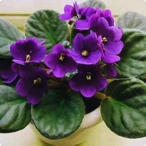 Violet Mini Violet Flower Seeds for Planting Cottage Garden Essential Heirloom & GMO Free Seeds for Home Garden
 
 Sale