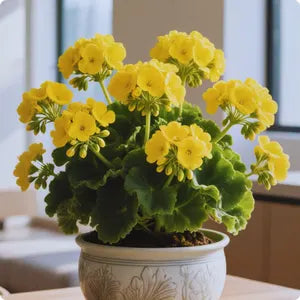 Yellow Pelargonium Peltatum Flower Seeds for Planting Low Maintenance Heirloom & GMO Free Seeds for Home Garden
 
 Sale