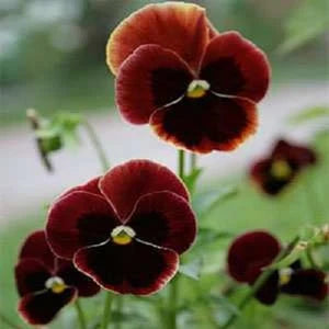 Brown Pansy Flower Seeds for Planting Cottage Garden Essential Heirloom & GMO Free Seeds for Home Garden
 
 Sale