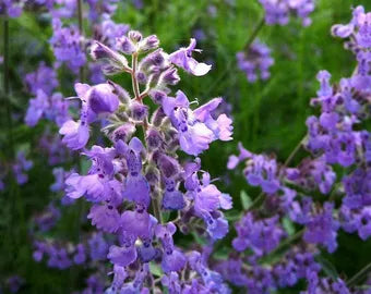 Sky Blue Mini Violet Rare Flower Seeds for Planting Easy to Grow Heirloom & GMO Free Seeds for Home Garden
 
 Sale