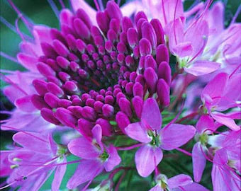 Lavender Sparkler Flower seeds for Planting - Low Maintenance, Heirloom & GMO Free Seeds for Home Garden