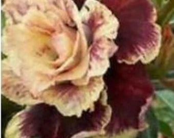 Cream Maroon Rose Flower Seeds for Planting Colorful Display Heirloom & GMO Free Seeds for Home Garden
 
 Sale