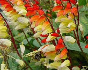 Mina Lobata Flower seeds for Planting Bright Blooms Heirloom & GMO Free Seeds for Home Garden