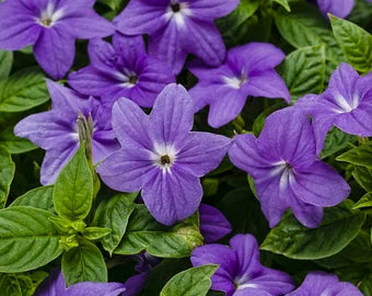 Heirloom Browallia Flower seeds for Planting Fragrant Blossoms Heirloom & GMO Free Seeds for Home Garden