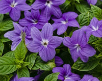 Heirloom Browallia Flower seeds for Planting Fragrant Blossoms Heirloom & GMO Free Seeds for Home Garden