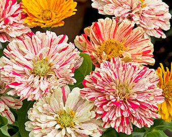 Zinnia Higro Candy Dog Flower Seeds for Vibrant Garden Blooms