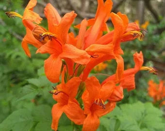 Cape Honeysuckle Flower seeds for Planting Fragrant Blossoms Heirloom & GMO Free Seeds for Home Garden