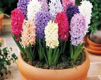 Hyacinthus Orientalis Flower seeds for Planting - Low Maintenance, Heirloom & GMO Free Seeds for Home Garden