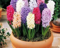 Hyacinthus Orientalis Flower seeds for Planting - Low Maintenance, Heirloom & GMO Free Seeds for Home Garden