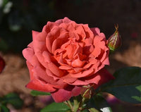 Chocolate Rose Flower Seeds for Planting Fragrant Blossoms Heirloom & GMO Free Seeds for Home Garden
 
 Sale
