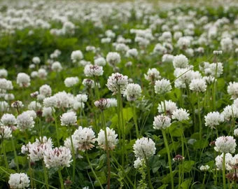 Dutch Flower seeds for Planting - Long Bloom Season, Heirloom & GMO Free Seeds for Home Garden