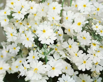 White Primula Malacoides Flower seeds for Planting Seasonal Bloomer Heirloom & GMO Free Seeds for Home Garden