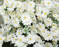 White Primula Malacoides Flower seeds for Planting Seasonal Bloomer Heirloom & GMO Free Seeds for Home Garden