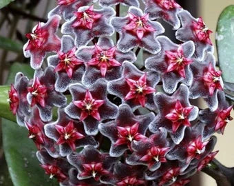 Black Carnosa Flower Seeds for Planting Seasonal Bloomer Heirloom & GMO Free Seeds for Home Garden
 
 Sale