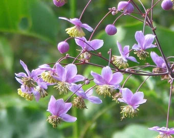 MeadowRue Flower seeds for Planting Compact Growth Heirloom & GMO Free Seeds for Home Garden