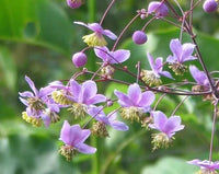 MeadowRue Flower seeds for Planting Compact Growth Heirloom & GMO Free Seeds for Home Garden