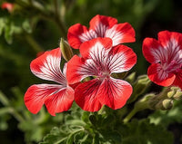 Red White Univalve Geranium Flower Seeds for Planting Cottage Garden Essential Heirloom & GMO Free Seeds for Home Garden
 
 Sale