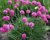Baby Pink Mini Violet Flower Seeds for Planting Seasonal Bloomer Heirloom & GMO Free Seeds for Home Garden
 
 Sale