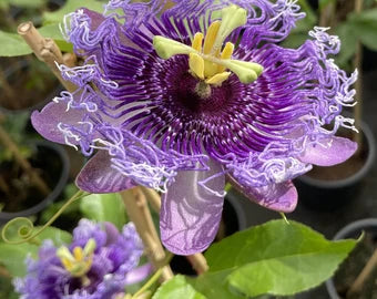 Passion Flower seeds for Planting Low Maintenance Heirloom & GMO Free Seeds for Home Garden