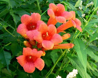 Enredadera Trompetan Flower seeds for Planting - Shade Tolerant, Heirloom & GMO Free Seeds for Home Garden