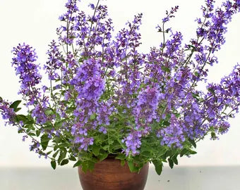 Sky Blue Mini Violet Rare Flower Seeds for Planting Easy to Grow Heirloom & GMO Free Seeds for Home Garden
 
 Sale