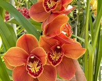 Heirloom Cymbidium Flower seeds for Planting Drought Tolerant Heirloom & GMO Free Seeds for Home Garden