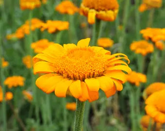 Orange Marguerite Flower seeds for Planting - Fragrant Blossoms, Heirloom & GMO Free Seeds for Home Garden