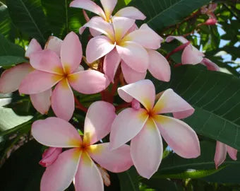 Light Pink Frangipani Flower seeds for Planting - Cut Flower Favorite, Heirloom & GMO Free Seeds for Home Garden