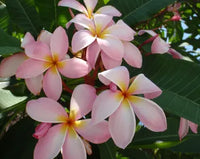Light Pink Frangipani Flower seeds for Planting - Cut Flower Favorite, Heirloom & GMO Free Seeds for Home Garden