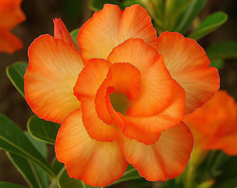 Adenium Obesum Orange Flower seeds for Planting - Seasonal Bloomer, Heirloom & GMO Free Seeds for Home Garden