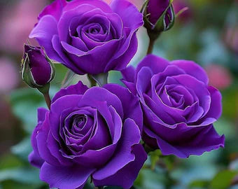 Violet Rare Rose Flower Seeds for Planting Long Bloom Season Heirloom & GMO Free Seeds for Home Garden
 
 Sale
