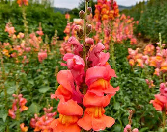 Orange Snapdragon Flower seeds for Planting - Pollinator Friendly, Heirloom & GMO Free Seeds for Home Garden