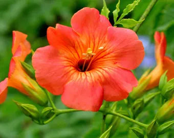 Enredadera Trompetan Flower seeds for Planting - Shade Tolerant, Heirloom & GMO Free Seeds for Home Garden