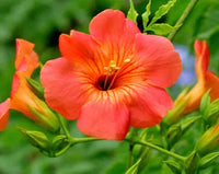 Enredadera Trompetan Flower seeds for Planting - Shade Tolerant, Heirloom & GMO Free Seeds for Home Garden