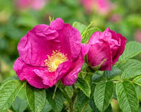 Pink Rugosa Rose Flower seeds for Planting - Vibrant Colors, Heirloom & GMO Free Seeds for Home Garden