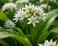 Ursinum Flower Planting Seeds - Vibrant Blooms for Your Garden